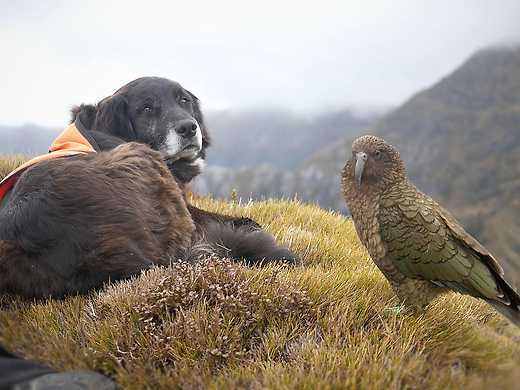 Ajax the Kea Conservation Dog