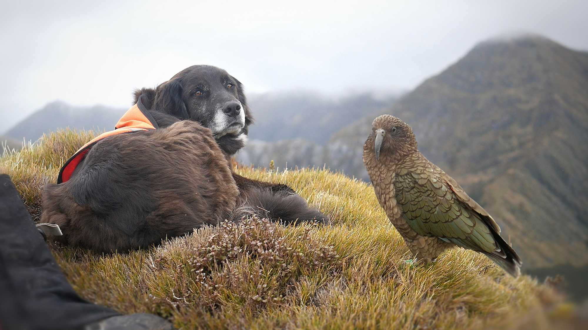 Ajax the Kea Conservation Dog (image 1)