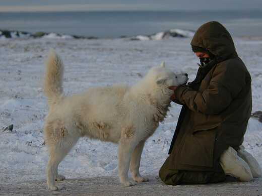 The Last Dogs of Winter