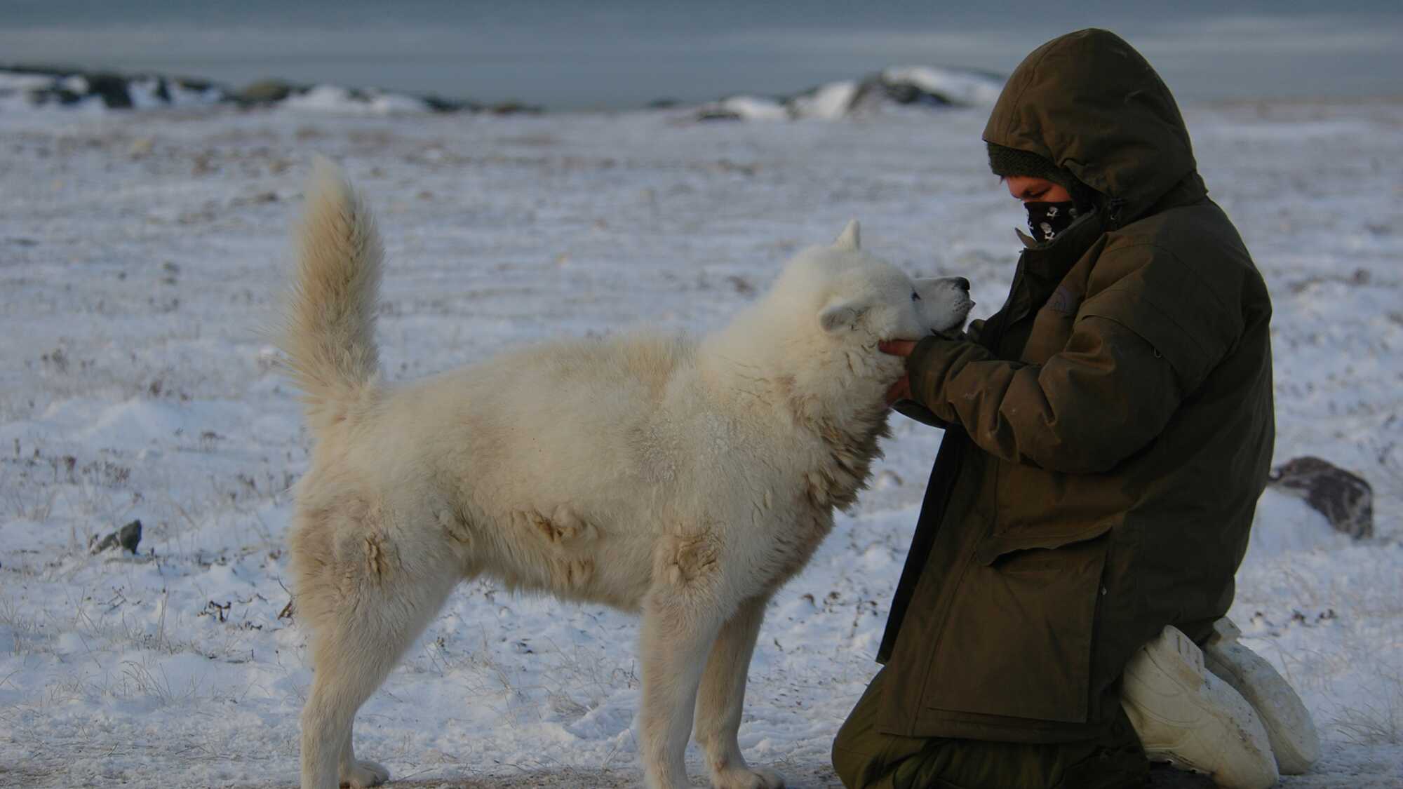 The Last Dogs of Winter (image 1)