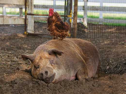 The Biggest Little Farm - Visa Wellington on a Plate SPECIAL EVENT