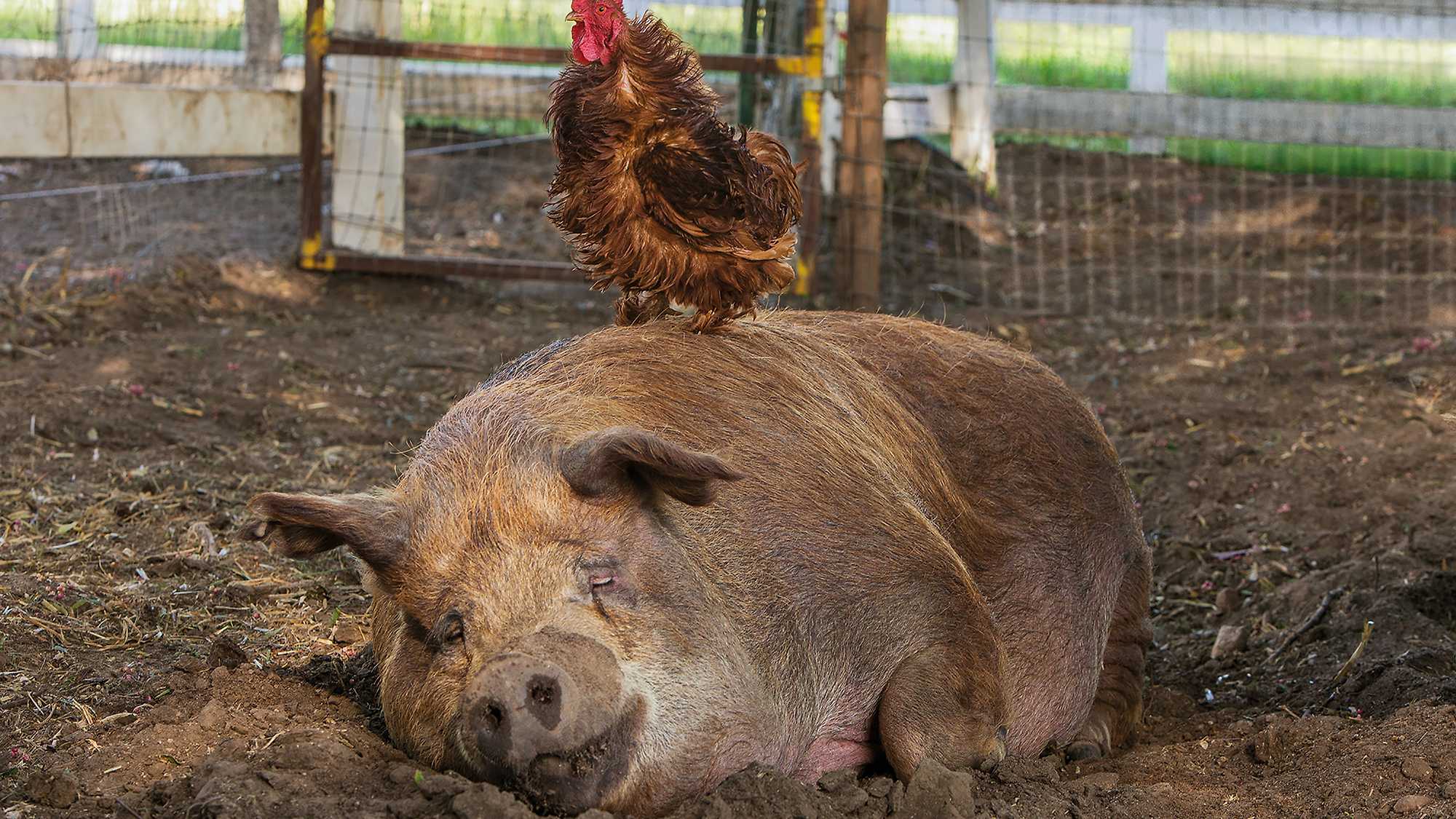 The Biggest Little Farm - Visa Wellington on a Plate SPECIAL EVENT (image 1)